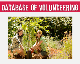 Base de Dados - Voluntariado